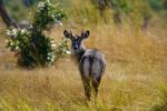 Waterbuck