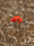 Mohn