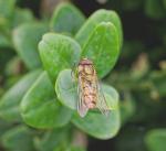 Schwebfliege