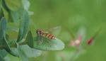 Schwebfliege