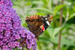 Schmetterling