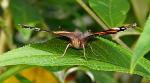Schmetterling