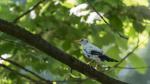 Amsel fast weiß