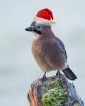 Weihnachtsvogel