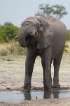 Elefant