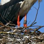 Storch3