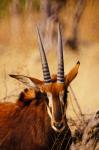 Antilope mit SAL500F8