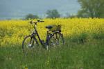 Fahrrad im Rapsfeld