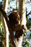 Yanchep National Park