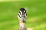 Yanchep National Park