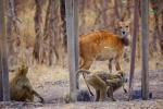 Katavi Nationalpark Tansania