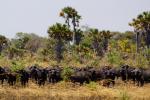 Katavi Nationalpark Tansania