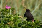 Amsel