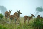 Regen in Murchison falls