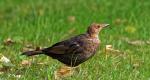 Amsel