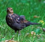 Amsel