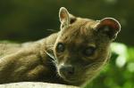 Fossa. =)