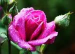 Rose nach Unwetter