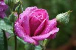 Rose nach Unwetter 2