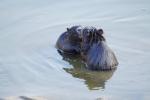 Nutria