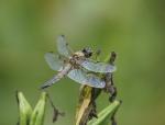 Libella depressa