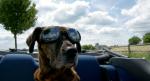 Cabrio-Hund