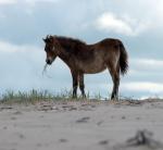 Pferd auf der Düne