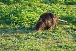 Müder Nutria