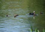 Teichhuhnjunges mit Familie