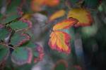 Blätterherbstfärbung