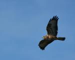 Bussard