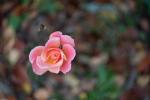 Rose im November
