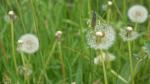 Pusteblume