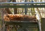 Tierpark Reuschenberg