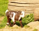 Tierpark Reuschenberg