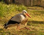 Wildpark Reuschenberg