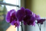 Orchidee mit AWB