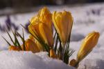 Krokus im Schnee