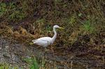 Storch