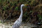 Storch 2