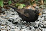 Amsel