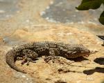 Mauer Gecko