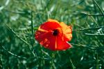 Mohn