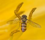 Schwebfliege