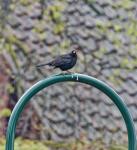 Amsel