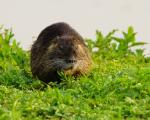 Nutria