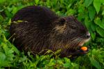 Nutria