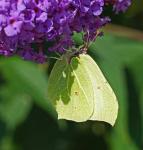 Schmetterling