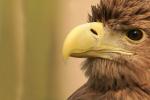 Seeadler