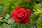 Rose (Tamron AF 18-200mm F3.5-6.3 A14)
